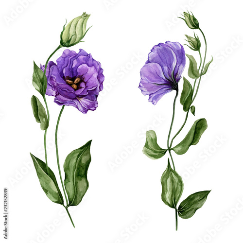Beautiful purple eustoma flower (lisianthus) in full bloom on a green stem with leaves and closed buds. Botanical set. Isolated on white background. Watercolor painting.