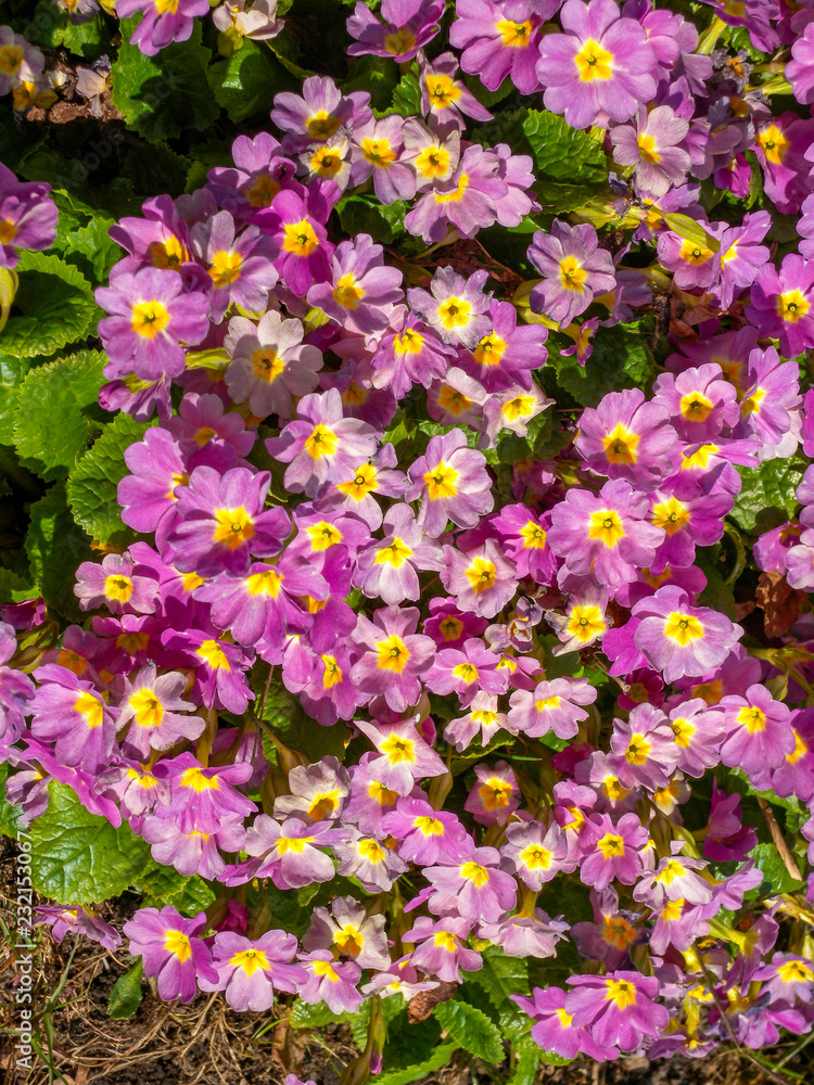 Garden Primrose flower
