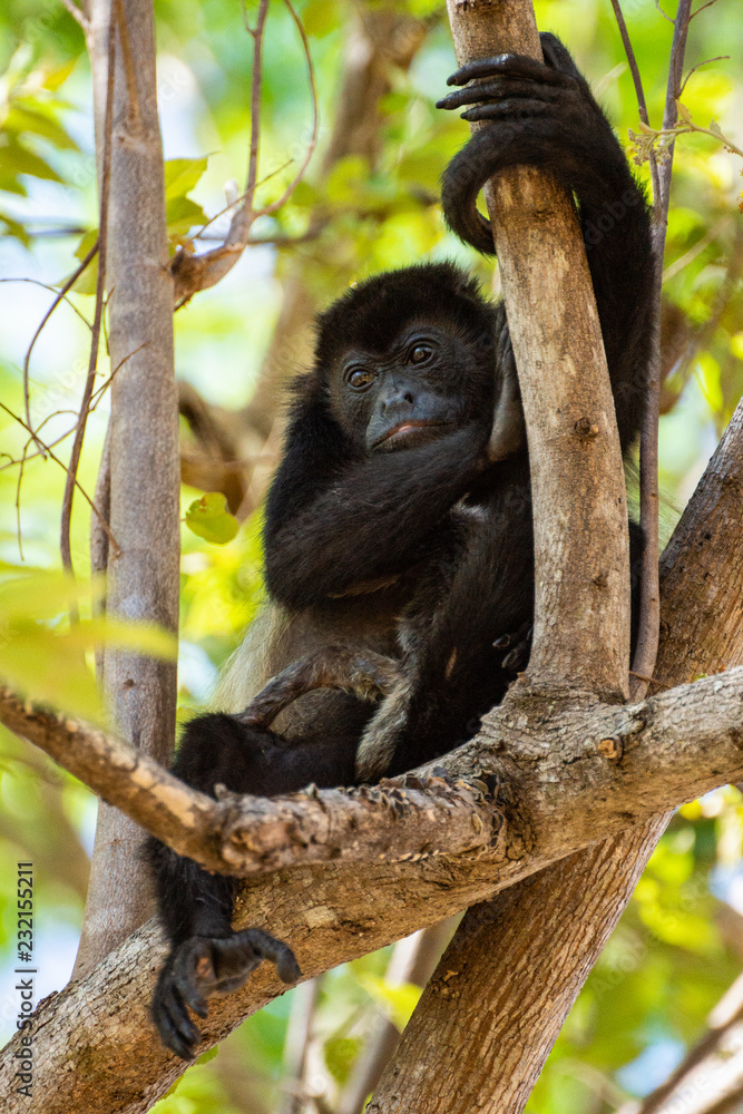 Costa-Rica - Singe Hurleur Costa-Rica - Singe Hurleur