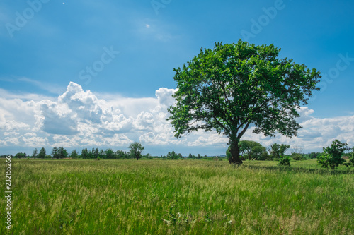 oak in the meadow