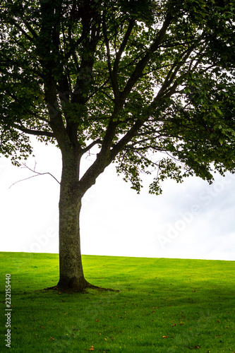Beautiful tree on the hill with green grass