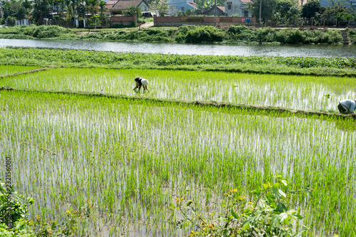 Rice fields of Vietnam around Hoi An