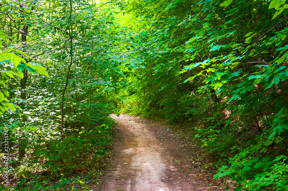 Obraz premium Footpath in the green forest. Forest conservation area. Natural Park.