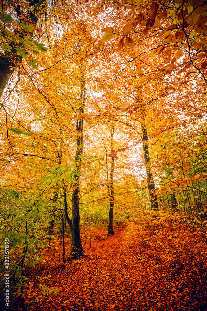 Autumn colors in the forest with trees