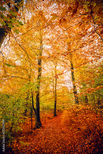 Autumn colors in the forest with trees