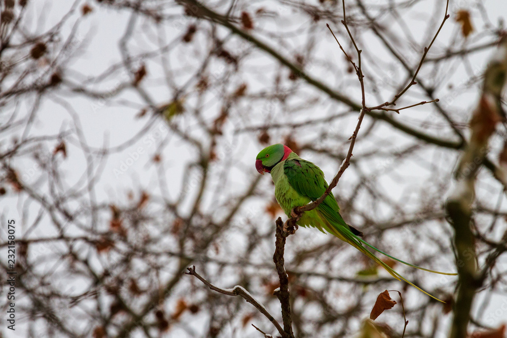 Rose-ringed parakeet, Green parrot on the branch in winter Rose-ringed parakeet, Green parrot on the branch in winter