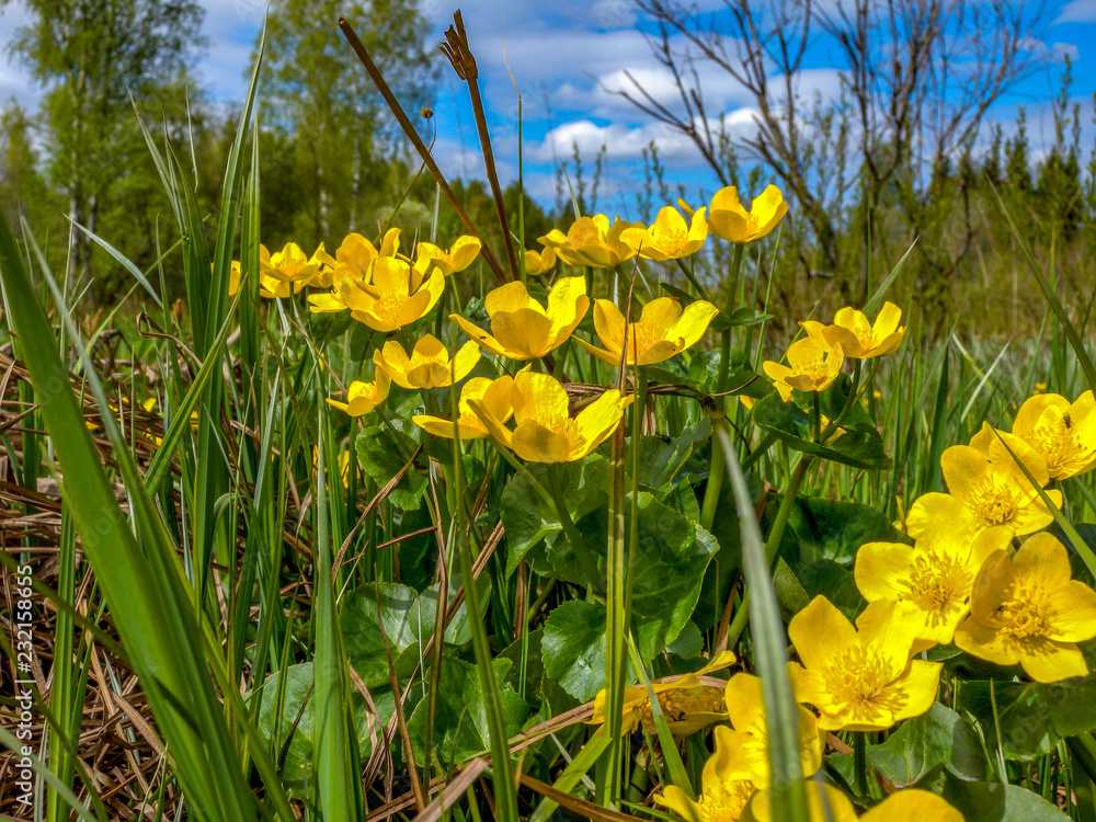 Yellow spring flowers grow in the forest near water bodies Yellow spring flowers grow in the forest near water bodies