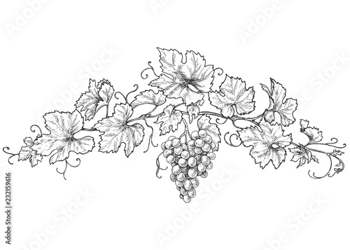 Hand Drawn Grape Branch with Berries