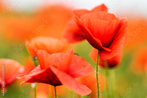 Photography Red poppy flowers