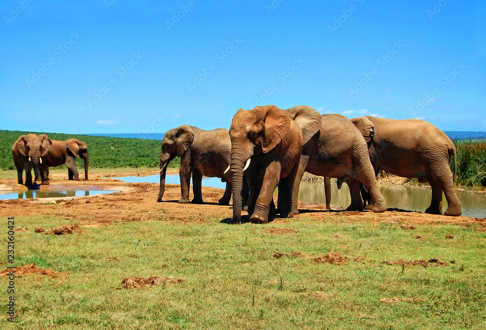 Herd of elephants at a watering hole. Amazing african wildlife. Elephant family in african expanses. Sweet memories of travel to Africa & South African safari. Postcard. Wild animals in National Parks Herd of elephants at a watering hole. Amazing african wildlife. Elephant family in african expanses. Sweet memories of travel to Africa & South African safari. Postcard. Wild animals in National Parks