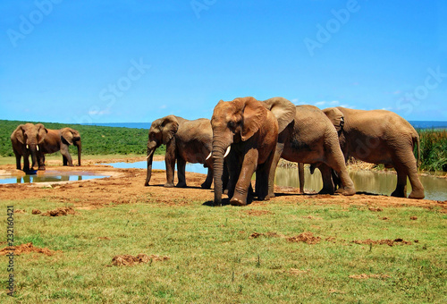 Herd of elephants at a watering hole. Amazing african wildlife. Elephant family in african expanses. Sweet memories of travel to Africa   South African safari. Postcard. Wild animals in National Parks