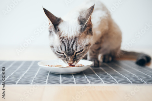 Close-up of a cat eating delicious premium quality wet tin with salmon taste. Grain-free formula is ideal for pets with allergies. The perfect way to add variety and excitement to dry food.