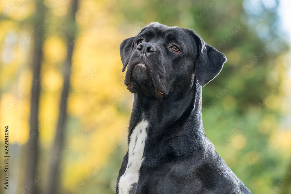 Portrait of a Cane Corso dog breed on a nature background. Dog playing on the grass with colored leaves in autumn. Italian mastiff puppy.