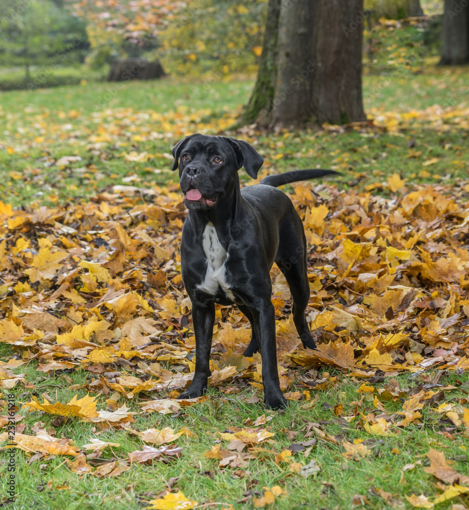 Portrait of a Cane Corso dog breed on a nature background. Dog playing on the grass with colored leaves in autumn. Italian mastiff puppy. Portrait of a Cane Corso dog breed on a nature background. Dog playing on the grass with colored leaves in autumn. Italian mastiff puppy.