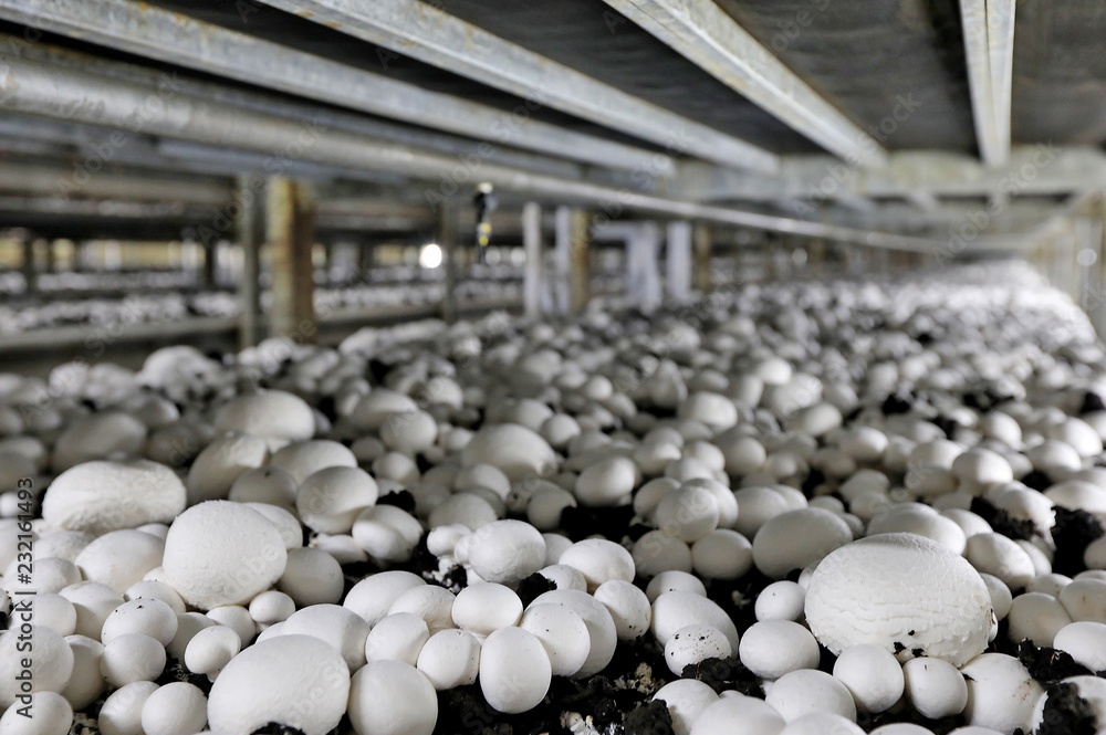 Fototapeta premium Mushroom with farm