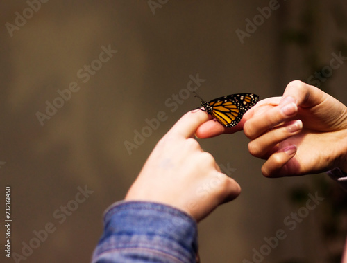 two hands and one monarch butterfly