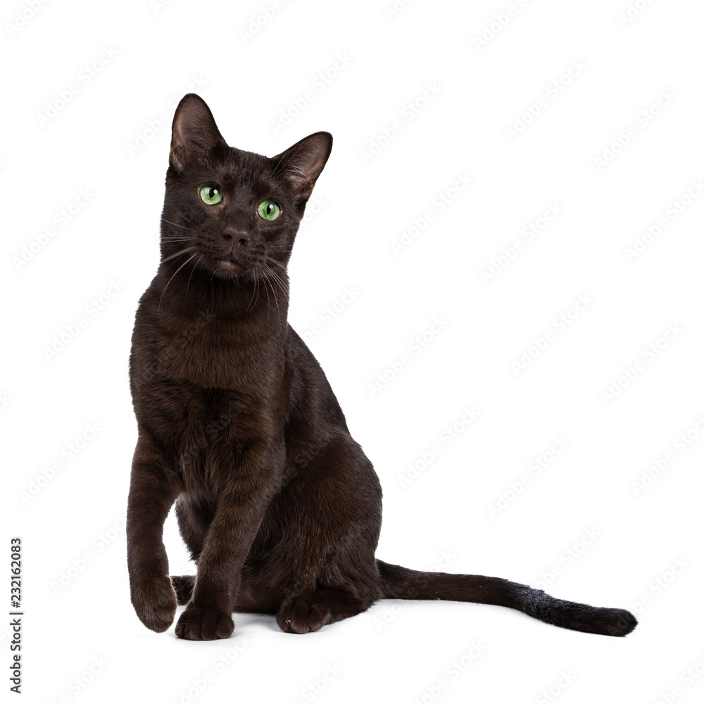 Fototapeta premium Young adult Havana Brown cat kitten, sitting playful with one paw above ground and looking with green eyed sweet face beside camera. Isolated on a white background.