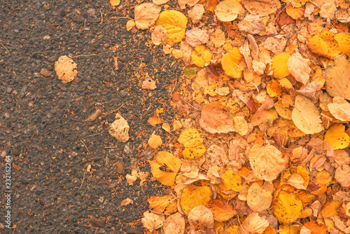 Yellow autumn leaves on asphalt road