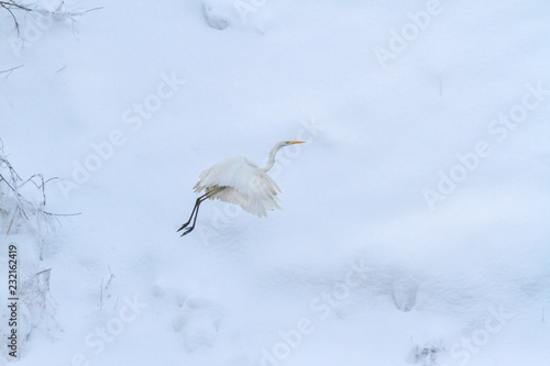 white heron flying in the background of white snow
