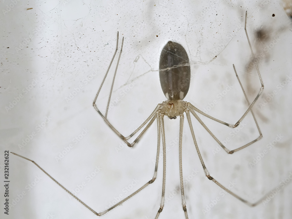 Eine Zitterspinne sehr nah: Körper, Augen, Mundwerkzeuge,Spinnenfäden Eine Zitterspinne sehr nah: Körper, Augen, Mundwerkzeuge,Spinnenfäden