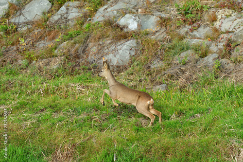 Roe deer with antlers jumping on the rock meadow 