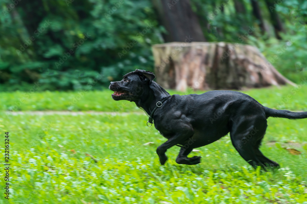 Portrait of a Cane Corso dog breed on a nature background. Dog running and playing ball on the grass in summer. Italian mastiff puppy.