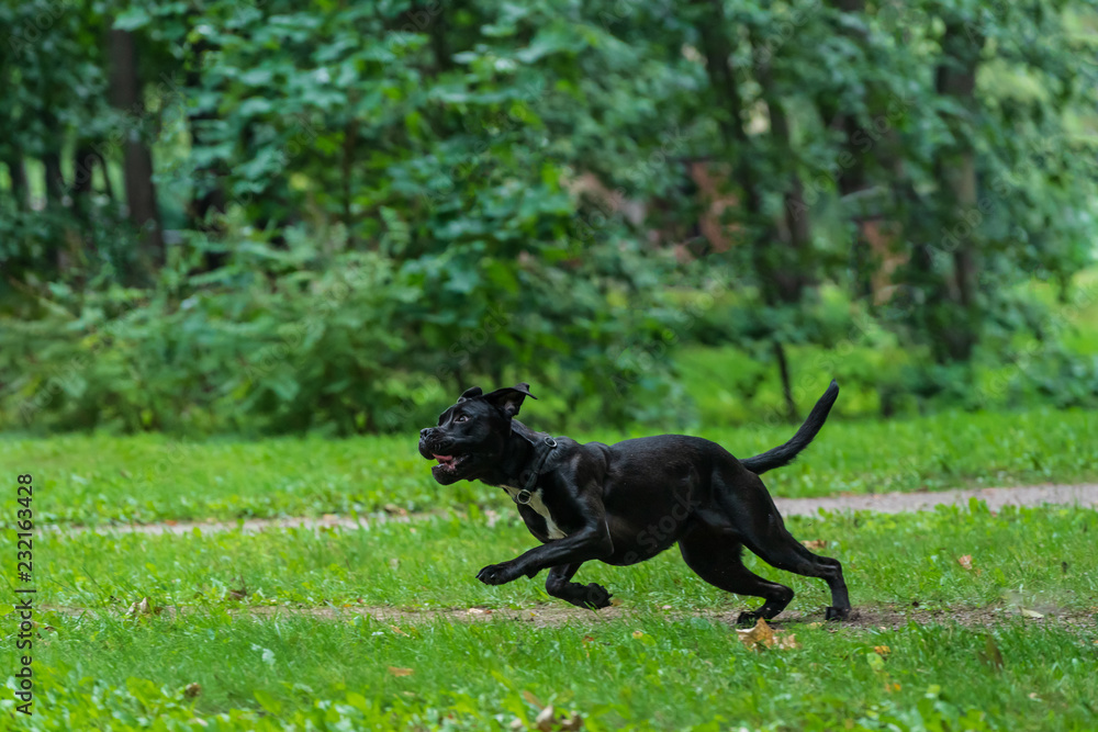Portrait of a Cane Corso dog breed on a nature background. Dog running and playing ball on the grass in summer. Italian mastiff puppy. Portrait of a Cane Corso dog breed on a nature background. Dog running and playing ball on the grass in summer. Italian mastiff puppy.