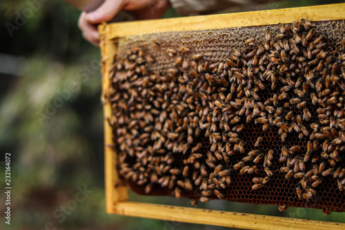 Beehive 