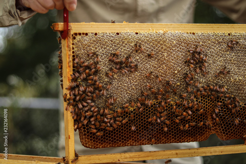 Working Bees