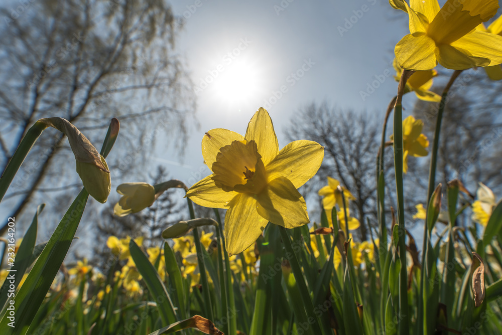 Obraz premium The narcissus (Narcissus) form a plant genus in the subfamily of Amaryllidoideae within the family Amaryllis (Amaryllidaceae). Concept: flowers and plants or springtime