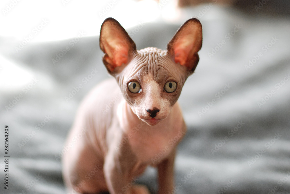 portrait of a bald cat, sphynx kitten spotted