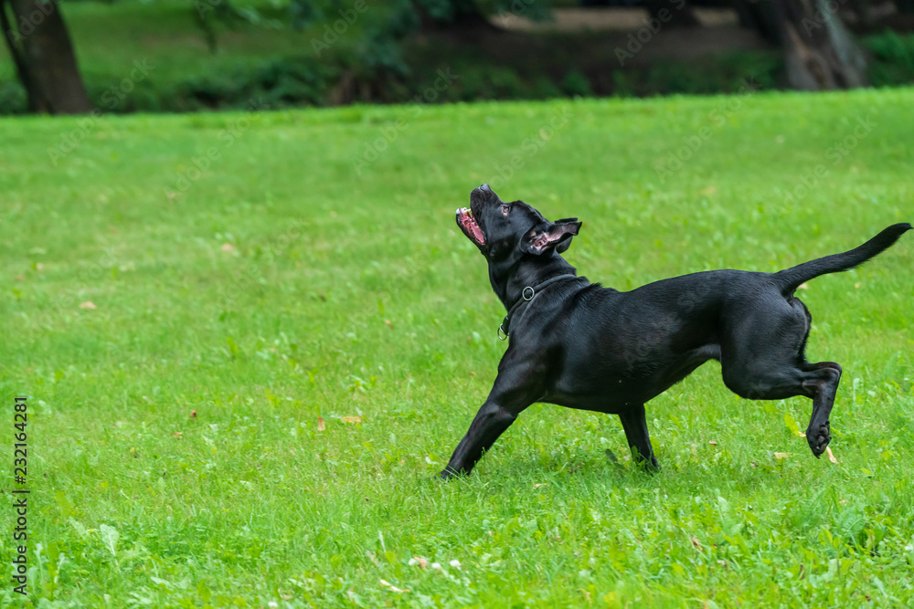 Portrait of a Cane Corso dog breed on a nature background. Dog running and playing ball on the grass in summer. Italian mastiff puppy. Portrait of a Cane Corso dog breed on a nature background. Dog running and playing ball on the grass in summer. Italian mastiff puppy.