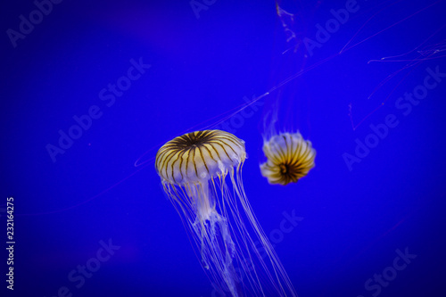 Dancing Jellyfish