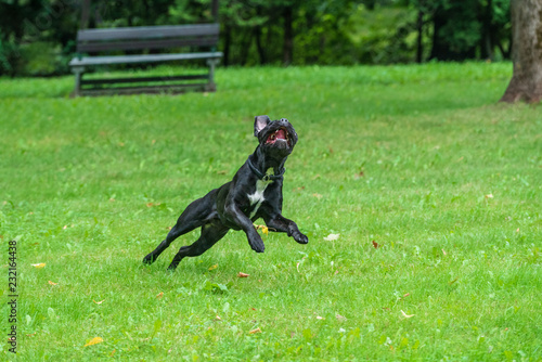 Portrait of a Cane Corso dog breed on a nature background. Dog running and playing ball on the grass in summer. Italian mastiff puppy.
