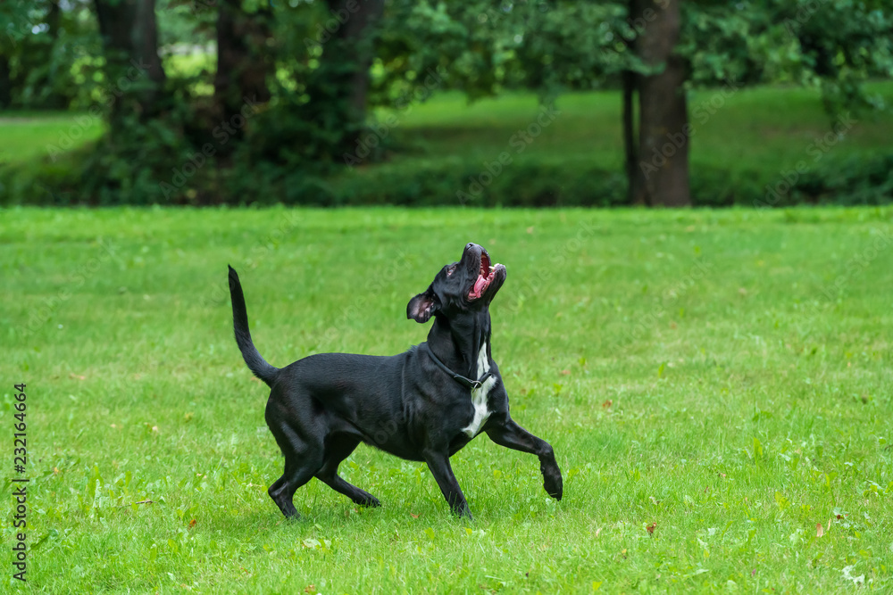 Portrait of a Cane Corso dog breed on a nature background. Dog running and playing ball on the grass in summer. Italian mastiff puppy. Portrait of a Cane Corso dog breed on a nature background. Dog running and playing ball on the grass in summer. Italian mastiff puppy.
