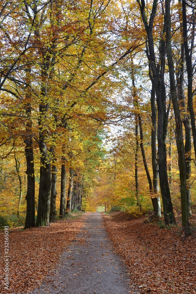 Waldweg durch den sonnigen Herbst