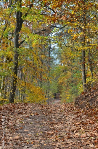 Weg führt durch Herbstwald