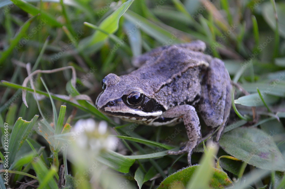 Fototapeta premium toad