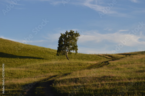 lonely tree