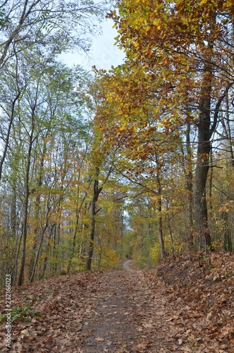 Waldweg führt durch sonnig herbstlichen Wald