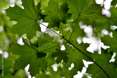 Abstract Green Leaves With  Out Of Focus Background
