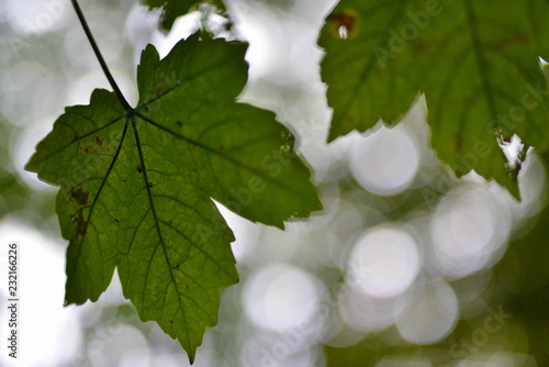 Abstract Green Leaves With  Out Of Focus Background