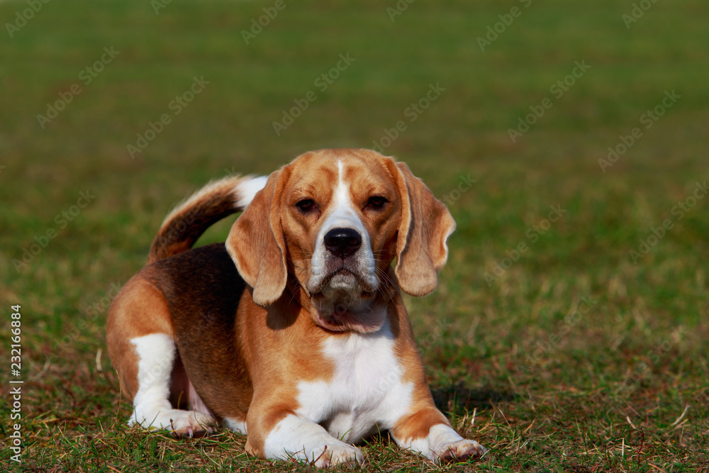 Dog breed beagle Dog breed beagle