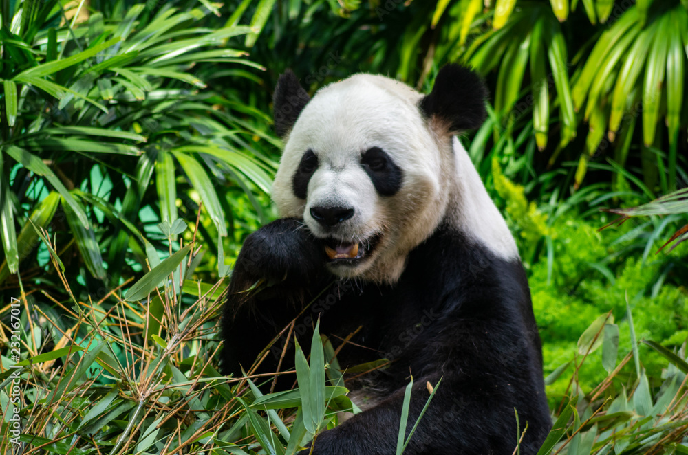 Obraz premium Giant Panda Bear Eating Bamboo