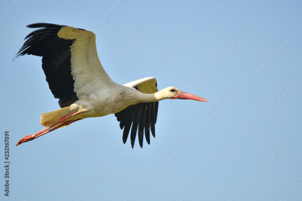 Obraz premium Weißstorch 