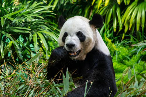 Giant Panda Bear Eating Bamboo