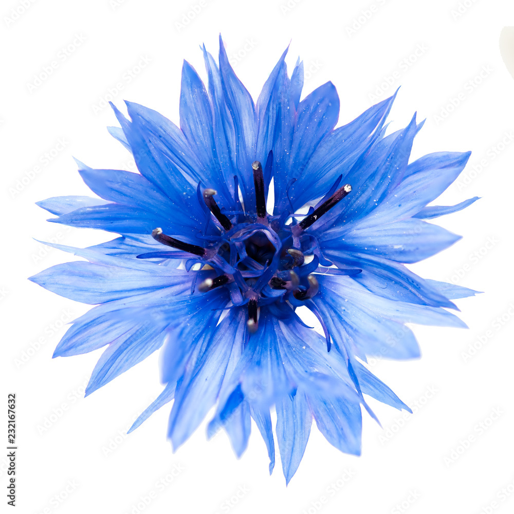 Blue cornflower cut out, isolated on a white background