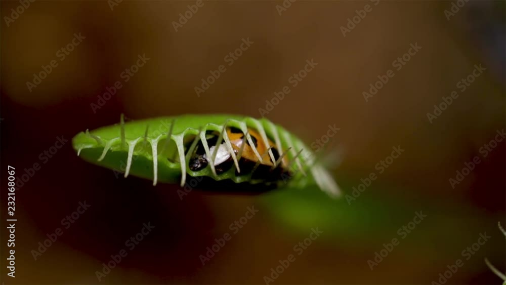 Venus flytrap captures live food. Close up of insect caught in a