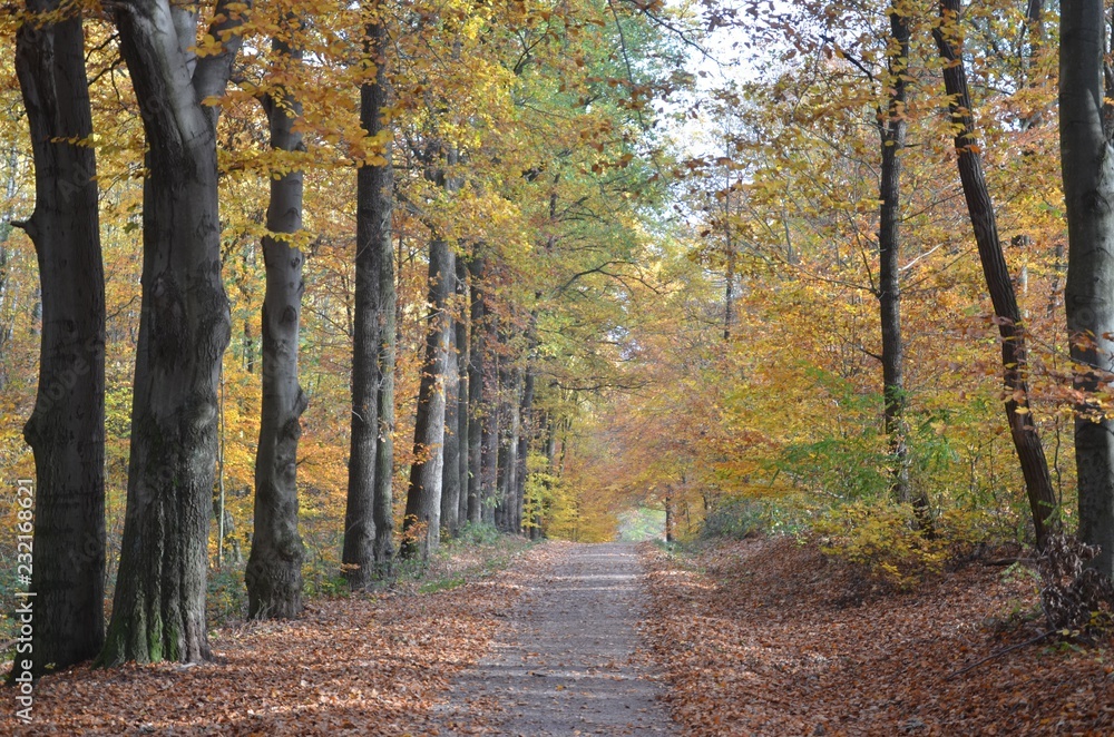 Naklejka premium Weg führt durch sonnig herbstlichen Wald