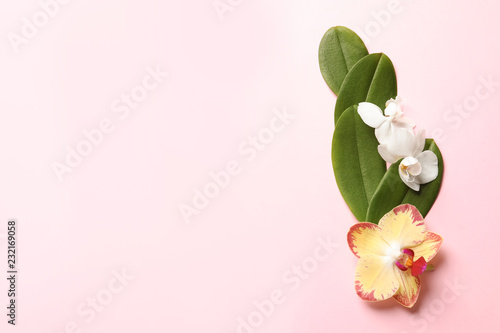 Beautiful orchid flowers with leaves on color background  top view with space for text. Tropical plant